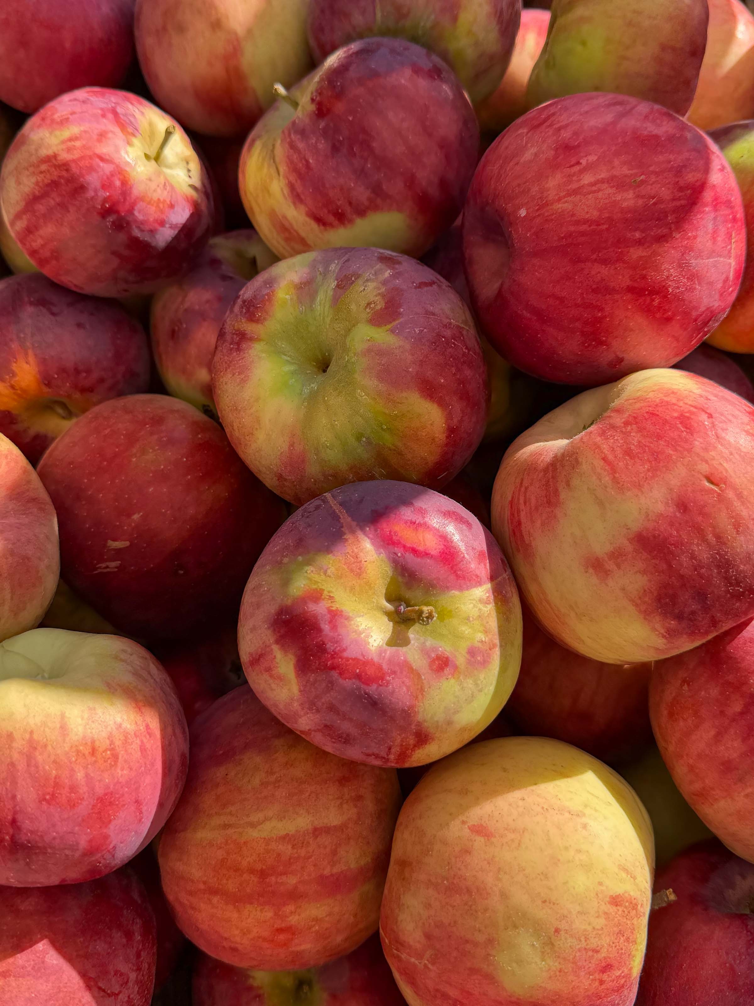 Newport Rhode Island apples
